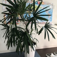 観音竹　カンノンチク　観葉植物 大きい　