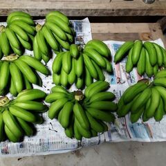 自然栽培無農薬島バナナ