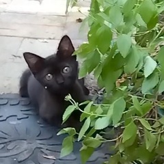 2ヶ月にゃんこ🐈‍⬛