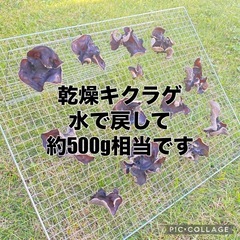 ①出来たて　乾燥キクラゲ36g