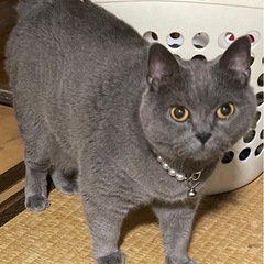 血統書付き ブリティッシュシﾖ－トヘア-