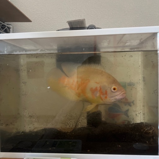 魚と水槽セット