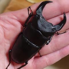 極太オオクワガタ即ブリトリオ（オス1メス2）No8の画像