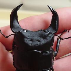 極太オオクワガタ即ブリトリオ（オス1メス2）No8の画像