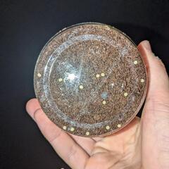 ブルマイスターツヤクワガタ　幼虫