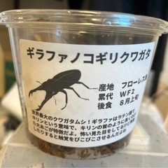 ギラファノコギリクワガタ&ニジイロクワガタの画像