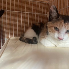 【応募多数のため募集停止中】生後2ヶ月ぐらいの子猫