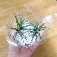 エアープランツ2つ
