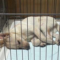 保護犬　受付中止 - 茅部郡