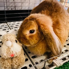 たれ耳うさぎ【ロップイヤー】