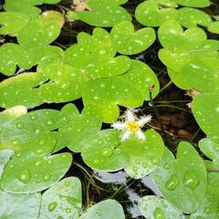可愛い花です