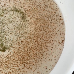 生き餌【オオミジンコ】060825の画像