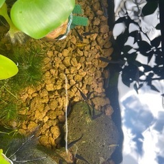 オロチメダカ めだか