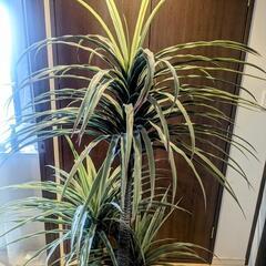 人工観葉植物 フェイクグリーン
○コンシンネ ドラセナの画像