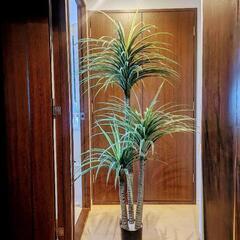 人工観葉植物 フェイクグリーン
○コンシンネ ドラセナ