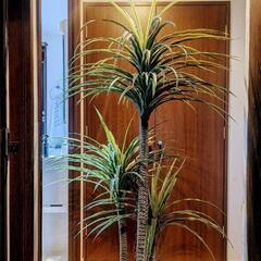 人工観葉植物 フェイクグリーン
○コンシンネ ドラセナの画像