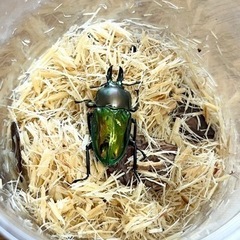 ニジイロクワガタ　オス単品
