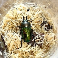 ニジイロクワガタ　オス単品の画像