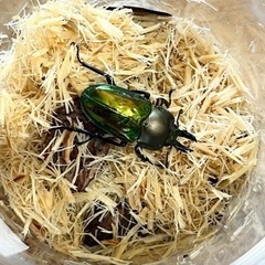 ニジイロクワガタ　オス単品の画像