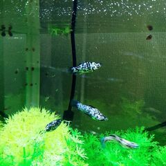 熱帯魚（ダルメシアンモーリー）の画像