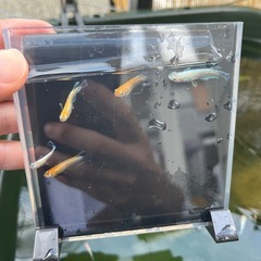 天照エボリューション血統　めだか　15匹