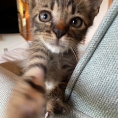 猫も人も大好きキジトラくん♡ʾʾ - 猫