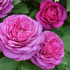 バラ苗　ハイディクルムローズ　薔薇