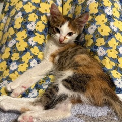 可愛い三毛猫の女の子　1ヶ月半 − 群馬県