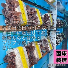 ①【採れたて】生キクラゲ 300g 菌床栽培の画像
