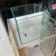 金魚水槽