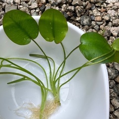【土日限定】ウォーターポピー　2株セット 150円の画像