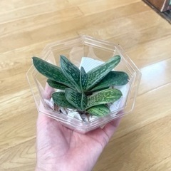 ガステリア2つ