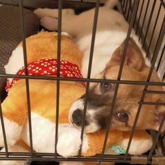 2ヶ月の子犬 里親募集中