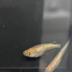 めだか　サンシャイン