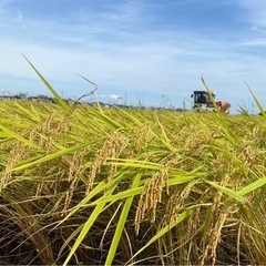 令和6年産　コシヒカリ