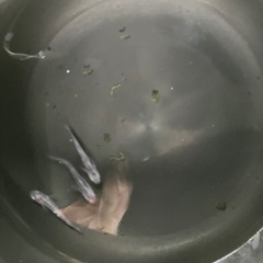 すみれ　めだかの画像