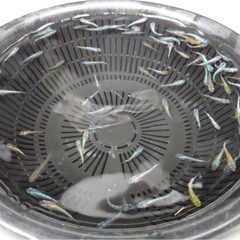 【決まりました】ラメ系メダカ　画像全て（ユリシス鰭長、シンヘイキ...