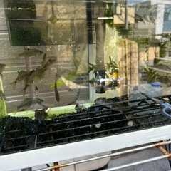 🐟タナゴ・川魚🐟の画像