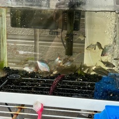 🐟タナゴ・川魚🐟の画像