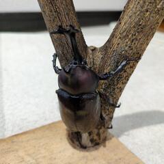 国産カブトムシの幼虫差し上げます❗の画像