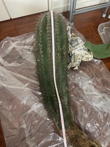 弁慶柱　サボテン