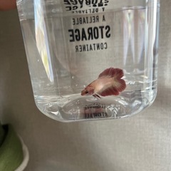 ベタ　ダブルテール　メス　熱帯魚　魚　