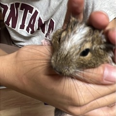 里親