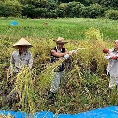 稲刈り体験　　