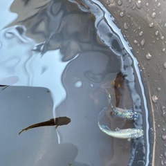 メダカ＋水草‼️の画像