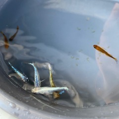 メダカ＋水草‼️の画像