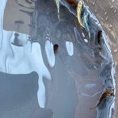 メダカ＋水草‼️の画像
