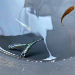 メダカ＋水草‼️