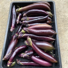 朝取り野菜　茄子　ナスビ　不揃いの画像