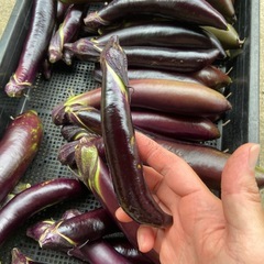 朝取り野菜　茄子　ナスビ　不揃いの画像